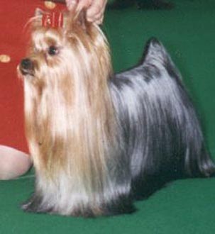  HOOLIGAN DE PENGHIBUR — Labaza DogPedigree YorkshireTerrier